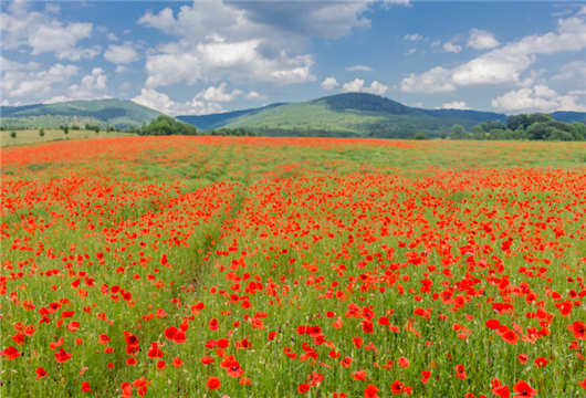 以醫療與目的的移民簽證 以醫療與目的的移民簽證
